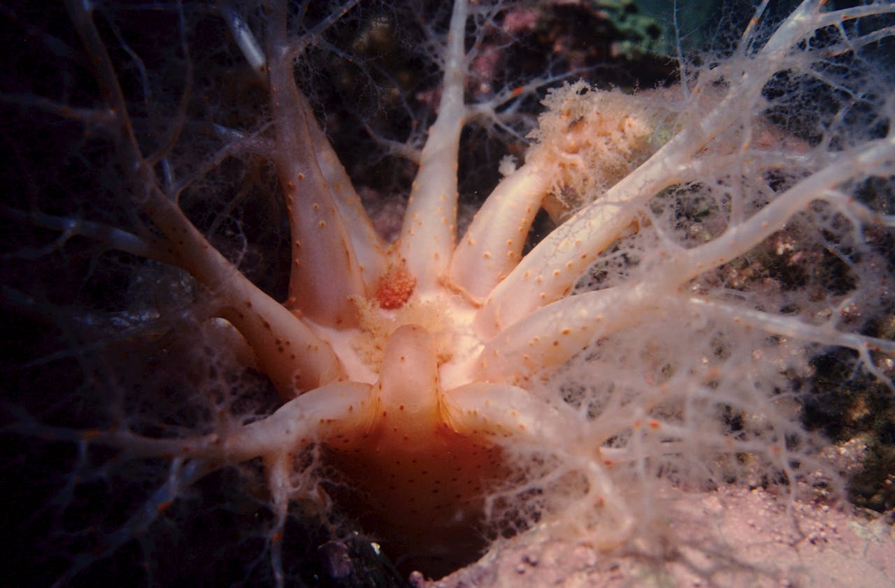 testimonial-img Detailed view of a Psolus phantapus sea cucumber in its marine environment.